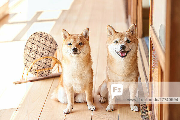 Shiba inu dogs in traditional Japanese house