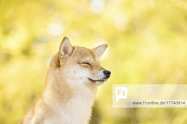 Shiba inu dog with Autumn leaves