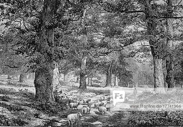 Schafe zwischen alten Eichen Im Wald von Sherwood  Sherwood Forest  im Jahre 1860  England  digital restaurierte Reproduktion einer Originalvorlage aus dem 19. Jahrhundert  genaues Originaldatum nicht bekannt