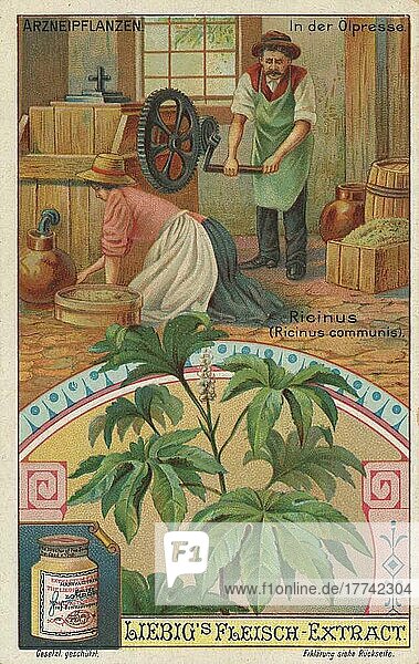 Bilderserie die Zubereitung von Arzneipflanzen  Ricinus  Rizinus (Ricinus communis)  in der Ölpresse  digital restaurierte Reproduktion eines Sammelbildes von ca 1900  gemeinfrei  genaues Datum unbekannt