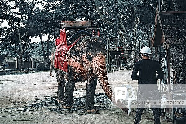 Elephant (elephanti)  The Sanctuary Of Truth  Pattaya
