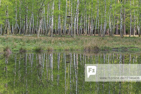 Birch forest with hunting blind is reflected in the pond  Spring  Hesse