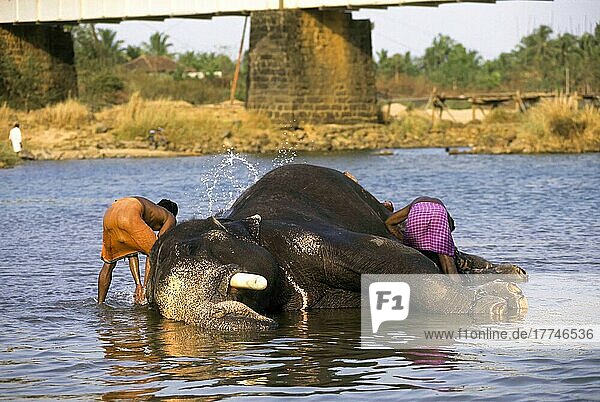 Badender Elefant im Bharathapuzha-Fluss in Cheruthuruthy  Kerala  Indien  Asien