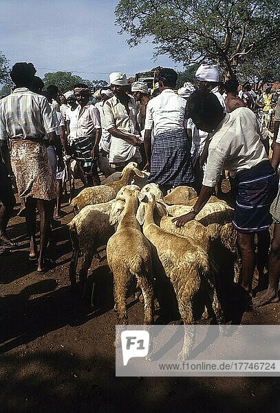 Sheep for sale in Perundurai market near Erode  Tamil Nadu  India  Asia