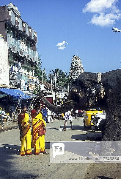 Frauen werden von einem Tempelelefanten in Palani  Tamil Nadu  Indien  gesegnet  Asien