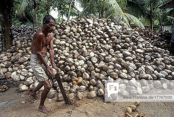 Ein Mann pflückt Kokosnüsse  Kerala  Indien  Asien