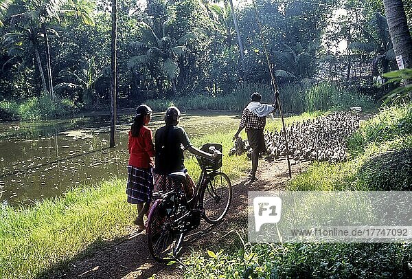 A man grazing a flock of ducks and two girls behind with a bicycle in Alappuzha  Kerala  India  Asia