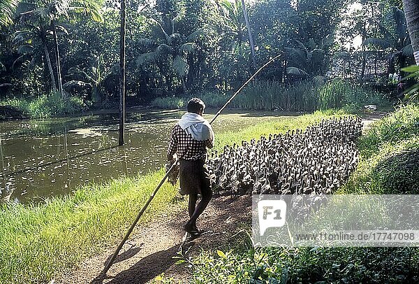 Ein Mann weidet eine Entenherde in Alappuzha  Kerala  Indien  Asien