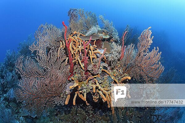 Coral block with deep sea black sea fan (Iciligorgia schrammi)  various sponges and corals  Caribbean Sea  Santiago de Cuba  Santiago de Cuba Province  Cuba  West Indies  Caribbean Sea  Central America