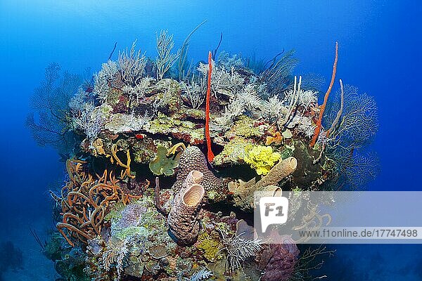 Typical Caribbean coral (Octocorallia) reef  large coral block with various sponge (Porifera) and stony coral (Scleractinia)  Caribbean Sea  Santiago de Cuba  Santiago de Cuba Province  Cuba  West Indies  Caribbean Sea  Central America