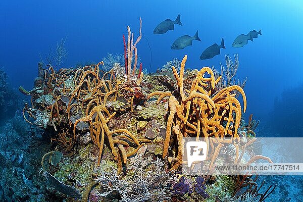 Typical Caribbean coral (Octocorallia) reef  large coral block with various scattered pore rope sponge (Aplysina fulva) (Porifera) mainly rope sponge and stony coral (Scleractinia)  Caribbean Sea  Santiago de Cuba  Santiago de Cuba Province  Cuba  West Indies  Caribbean Sea  Central America