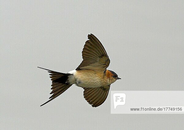 Red-rumped swallow (Hirundo daurica) adult  vagrant  in flight  north-west Finland