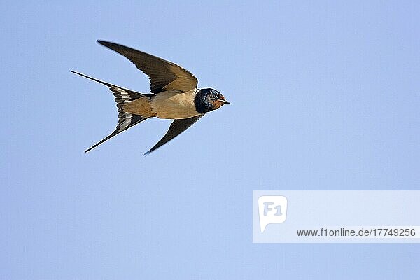 Barn Swallow  barn swallows (Hirundo rustica)  Songbirds  Animals  Birds  Swallows  Barn Swallow adult in flight