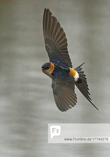 Red-rumped swallow (Hirundo daurica) adult  vagrant  in flight  Liminka  Finland  Europe