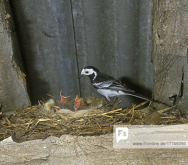 Trauer-Bachstelze  Trauer-Bachstelzen  Trauerbachstelze  Trauerbachstelzen  Singvögel  Tiere  Vögel  Pied Wagtail (Motacilla alba yarrellii) adult  with chicks begging  at nest in shed  England  Großbritannien  Europa
