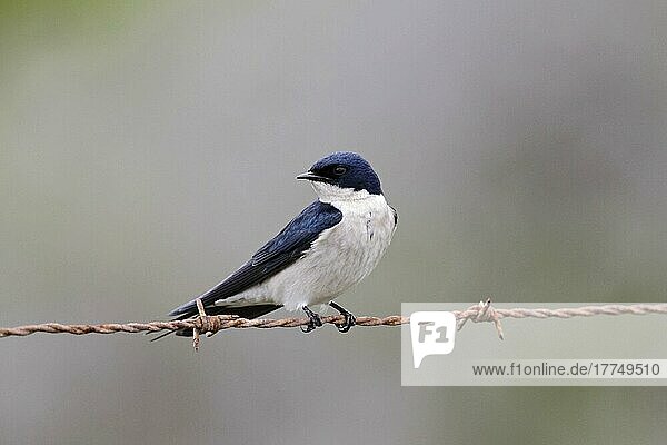 Pearl-breasted Swallow (Hirundo dimidiata)  adult  perched on barbed wire  Western Cape  South Africa  Africa
