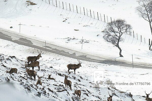 Red deer (Cervus elaphus) Deer  herd on snow-covered hillside high above A93 Old Military Road  Glen Clunie  Cairngorms N. P. Aberdeenshire  Highlands  Scotland  United Kingdom  Europe