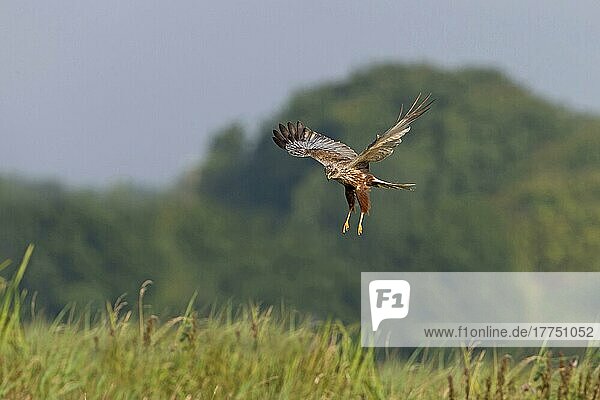 Westliche Rohrweihe (Circus aeruginosus)  erwachsenes Männchen  im Flug  schwebt über hohem Gras  Suffolk  England  Juli