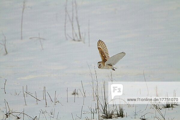 Schleiereule  Schleiereulen (Tyto alba)  Eulen  Tiere  Vögel  Barn Owl adult  in flight  hunting over snow  England  March