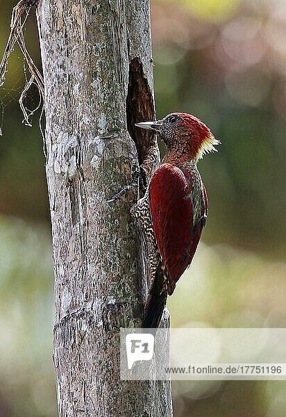 Bänderspecht (Picus miniaceus malaccensis)  erwachsenes Weibchen  am Nestloch im Baumstamm  Taman Negara N. P. Titiwangsa-Gebirge  Malaiische Halbinsel  Malaysia  Februar  Asien