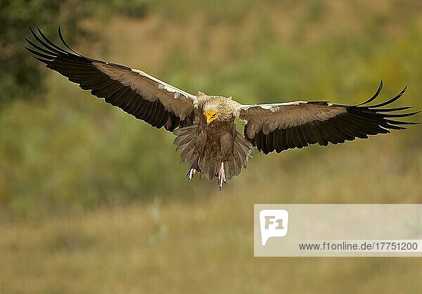 Schmutzgeier (Neophron percnopterus)  Geier  Greifvögel  Tiere  Vögel  Egyptian Vulture adult  in flight  Extremadura  Spain  May