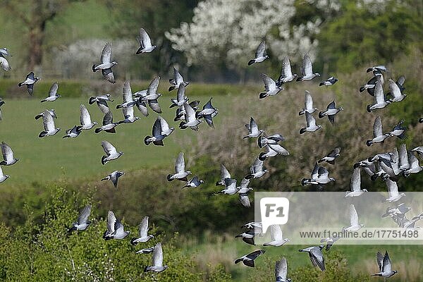Hohltaube  Hohltauben (Columba oenas)  Tauben  Tiere  Vögel  Stock Dove flock  in flight  Warwickshire  England  April
