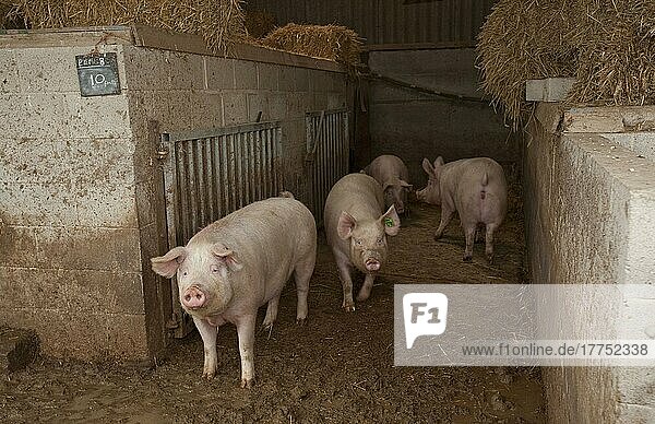 Schweinezucht  Jungsauen im Zwingerhaus  England  Großbritannien  Europa