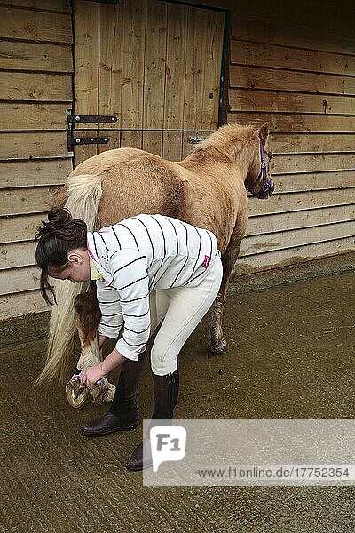 Welsh pony  with girl cleaning hooves  outdoor stables  Powys  Wales  United Kingdom  Europe