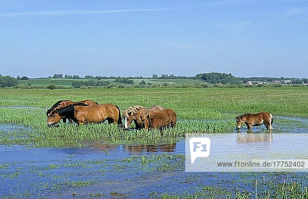 Sokolskie horse  adults and young  feeding in the marsh  Biebrza river marshes  Biebrza N. P. Poland