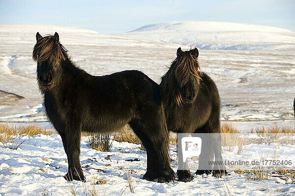 Fell Pony  zwei Erwachsene  grasen im Schnee auf Hochmoorland  Wildschwein in der Ferne gefallen  Ravenstonedale  Cumbria  England  Winter