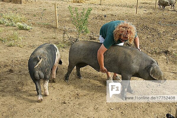 Hausschwein  große Schwarz- und Satteleber  Besitzer  der sich um Schweine kümmert