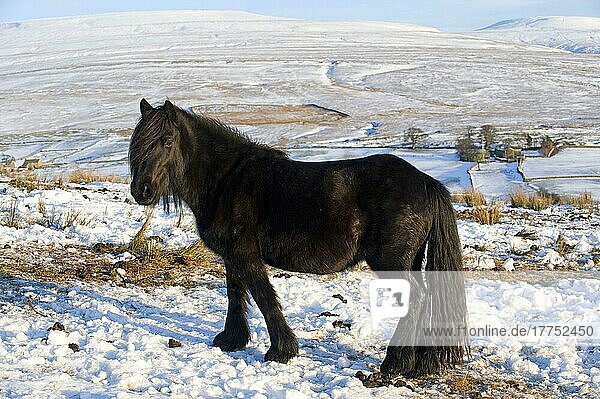 Fur pony  adult  grazing in snow on high moorland  wild boar fallen in distance  Ravenstonedale  Cumbria  England  winter