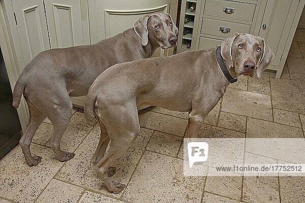 Haushund  Weimaraner  kurzhaarige Varietät  zwei Erwachsene  mit kupierten Schwänzen  stehend in der Küche  England  Januar