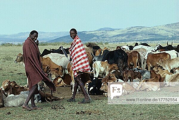 Kenia  Massai mit Rindern  Masai Mara  August  Afrika