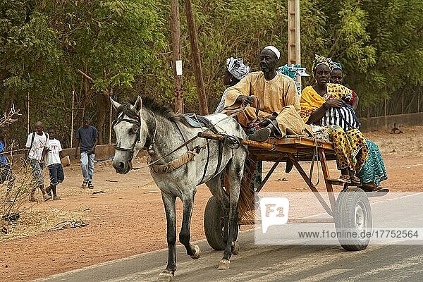 Senegalese family riding horse pulled cart  Kaolack  Senegal  Africa