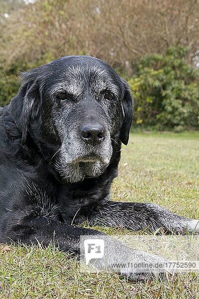 Haushund  Black Labrador Retriever  ältere erwachsene Hündin  fünfzehn Jahre alt  Nahaufnahme des Kopfes  auf Gras liegend  England  April