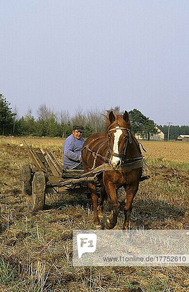 Poland  spreading horse manure with horse-drawn vehicles  Europe