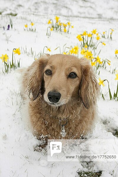 Haushund  Langhaariger Miniatur-Dackel  erwachsen  sitzt auf Schnee neben blühenden Narzissen  West Sussex  England  März