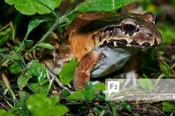 Savage thin-toed frog species of leptodactylid frog (Leptodactylus savagei)  Parque Nacional Volcán Arenal  Costa Rica  Zentralamerika |Savage thin-toed frog species of leptodactylid frog (Leptodactylus savagei)  Parque Nacional Volcán Arenal  Costa Rica  Central America|