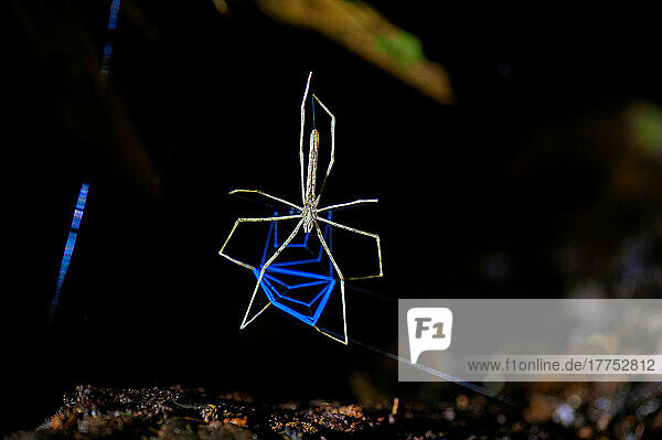 Netzwerfende Spinne La arana cara de ogro  Maquenque Eco Lodge  Costa Rica  Zentralamerika |Net-casting spider Deinopis longipes  La araña cara de ogro  Maquenque Eco Lodge  Costa Rica  Central America|