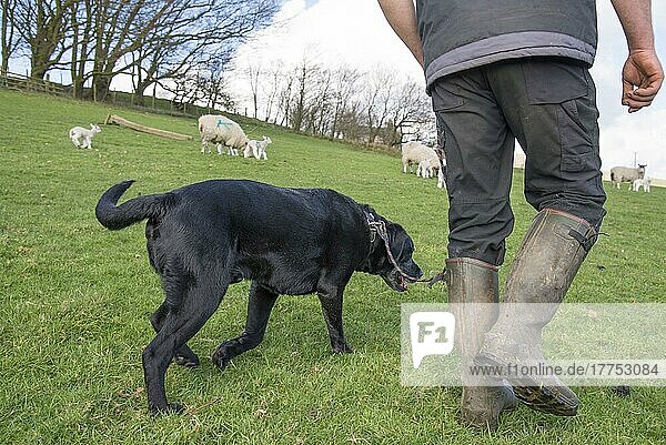 Haushund  Schwarzer Labrador Retriever  erwachsen  wird mit Schafen im Feld spazieren geführt  Chipping  Preston  Lancashire. England  April