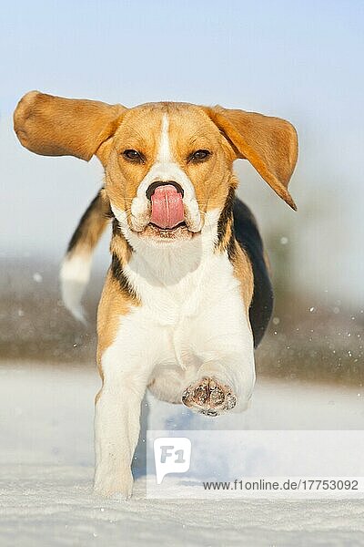 Haushund  Beagle  erwachsen  läuft auf schneebedecktem Feld  Norfolk  England  Januar