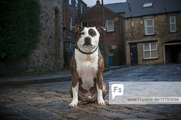 Haushund  Staffordshire Bull Terrier  erwachsener Rüde  trägt Halsband und Erkennungsmarke  sitzend auf der Straße  Sheffield  South Yorkshire  England  Januar