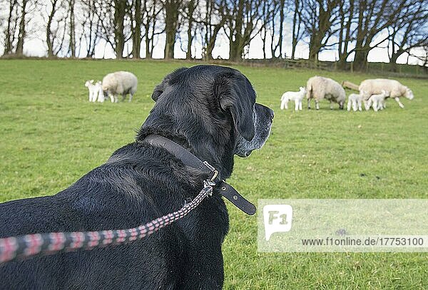 Haushund  Schwarzer Labrador Retriever  erwachsen  wird mit Schafen im Feld spazieren geführt  Chipping  Preston  Lancashire  England  April