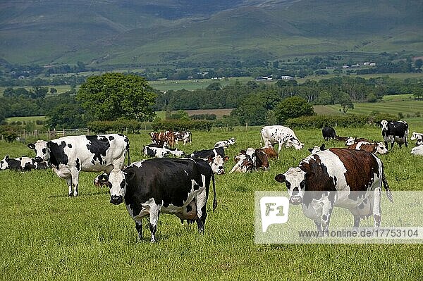 Hausrinder  Normande und Normande x Friesische Milchkühe  Herde auf der Weide  Penrith  Cumbria  England  Großbritannien  Europa