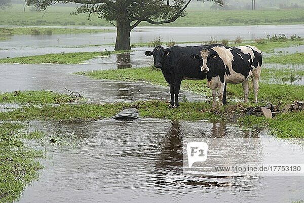 Hausrind  Holstein-Färsen  zwei auf überfluteter Weide stehend  River Loud  Chipping  Lancashire  England  Oktober