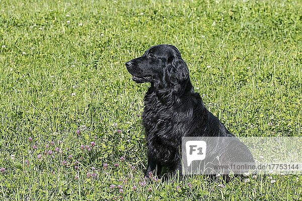 Haushund  Flat-coated Retriever  erwachsene Hündin  vier Jahre alt  auf der Wiese sitzend  Suffolk  England  Mai