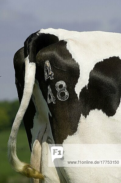 Hausrinder  Holstein Friesian  Einfrieren von gebrandmarkten Nummern auf dem Rumpf  Cumbria  England  Großbritannien  Europa
