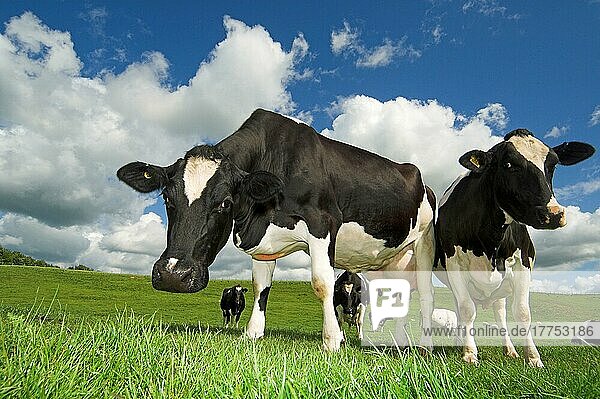Hausrind  Holsteinische Friesenkühe  auf der Weide stehend  Cumbria  England  Sommer
