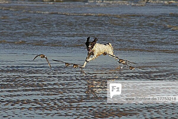 Springer Spaniel auf der Jagd nach Turnstones (Watvögeln) am Strand von Walberswick  Suffolk